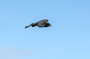 Pomarine Jaeger (Stercorarius pomarinus) in Barents Sea coastal area, Russia