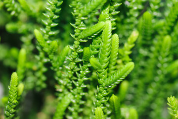  fresh green grass close up as a beautiful background