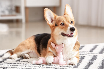 Cute dog with toy at home