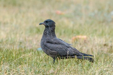 Pomarine Jaeger (Stercorarius pomarinus) in Barents Sea coastal area, Russia