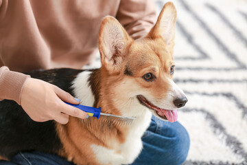 Obraz premium Owner brushing cute dog at home