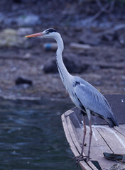 great blue heron