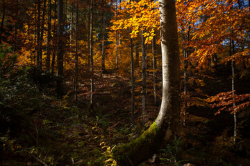 los bosques en otoño tienen una magia especial  © Vlad