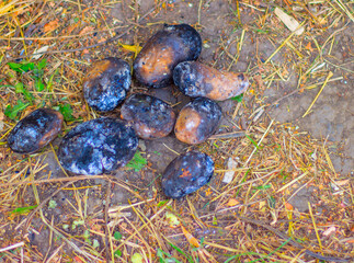 baked potatoes on fire