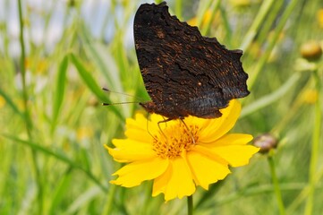 butterfly on flower