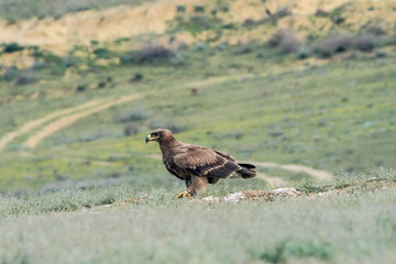 Steppe Eagles (Aquila nipalensis) in the foothills of Caucasus, Republic of Dagestan, Russia