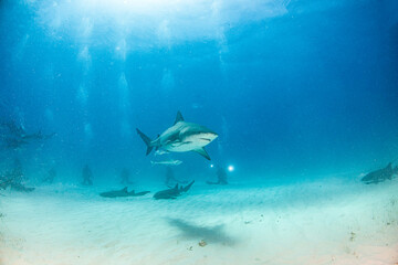 Bull shark at the Bahamas