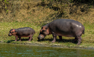 Mom and baby hippo in the shore, Queen Elizabeth National Park, Uganda
