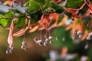 Carpinus - a branch of hornbeam with green leaves and withered fruits. The fruits have two withered leaves and two small balls. Nice bokeh in the background.