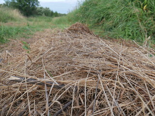 hay bale in the field