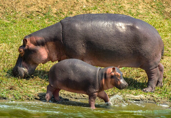 Mom and baby hippo in the shore, Queen Elizabeth National Park, Uganda