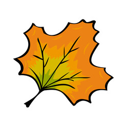 Autumn fallen maple leaf Freehand sketch with dark outline.