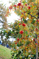 Fototapeta na wymiar Rowan berries on a background of autumn foliage in the park