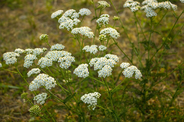 Yarrow Common (Achillea millefolium) white flowers close up on green blurred grass background, selective focus. Medicinal wild herb Yarrow. Healing plants concept © Sunbunny