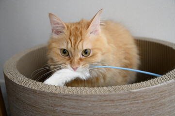 猫じゃらしで遊ぶ猫（マンチカン）