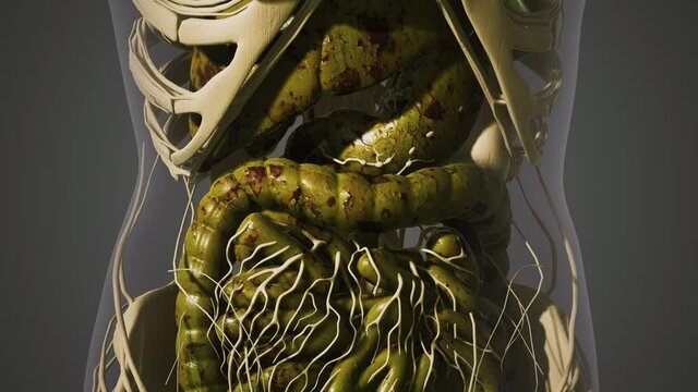 detailed human digestive system anatomy