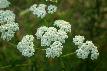 Yarrow Common (Achillea millefolium) white flowers close up on green blurred grass background, selective focus. Medicinal wild herb Yarrow. Healing plants concept © Sunbunny