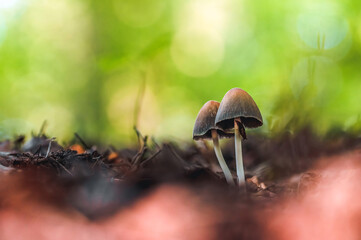 Macro of a tiny mushroom in forest. Shallow depth of field, low to the ground photo. Sunlight and bokeh in the background. Bright green tones