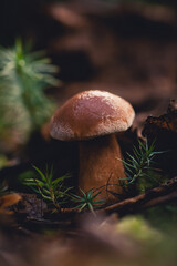 Macro of a tiny mushroom in forest. Shallow depth of field, low to the ground photo. Earthy brown tones