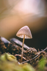 Macro of a tiny mushroom in forest. Shallow depth of field, low to the ground photo. Sunlight and bokeh in the background