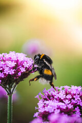 Macro of a bumblebee walking in between pink flowers. Shallow depth of field, soft focus, bokeh and blur. sunny Summer day 