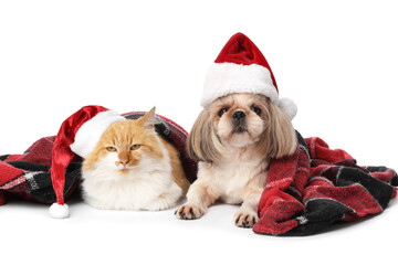 Cute cat and dog in Santa hats and with warm plaid on white background