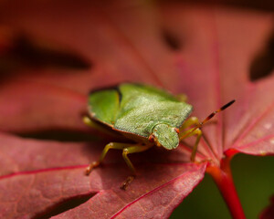 Shield beetle on red maple leaf