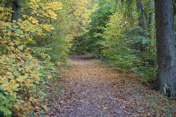 Herbstlicher Waldwanderweg in Brandenburg