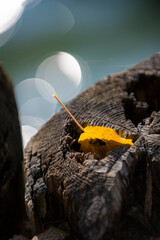 Single orange autumn leaf in an old stump with lensflare from lake in the background