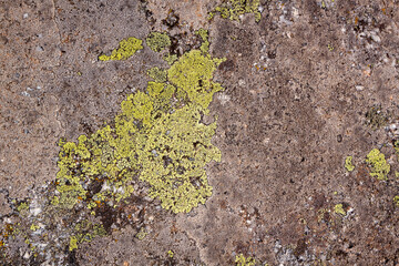 Abstract background, stone and moss texture. Yellow and gray color isolated background