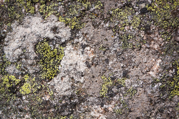 Abstract background, stone and moss texture. Yellow and gray color isolated background