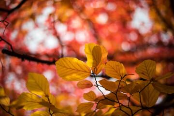 Jahreszeiten | Herbst | Natur