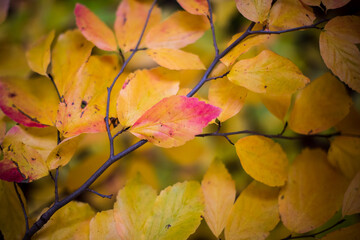 Jahreszeiten | Herbst | Natur
