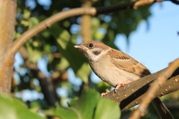 sparrow on a branch