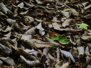 autumn leaves on the ground