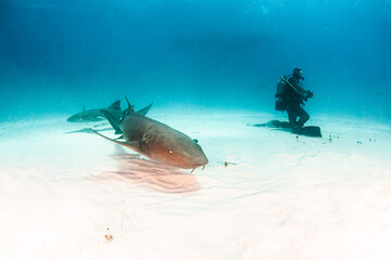 Fototapeta na wymiar Nurse shark at the Bahamas
