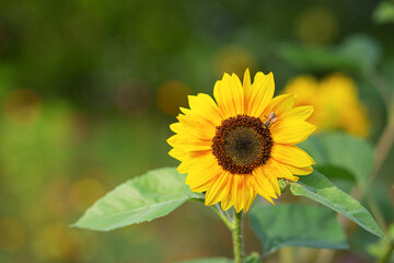 Sunflower in the garden with a bee on it