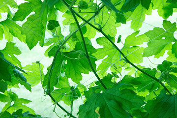 ゴーヤの葉っぱ