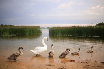 Naklejka na ściany i meble Parent swan with swan lings, cygnets by the lake
