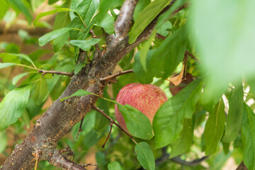 An apple covered with leaves, Gangwon-do, South Korea