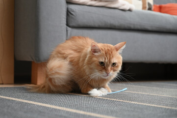 猫じゃらしで遊ぶ猫（マンチカン）