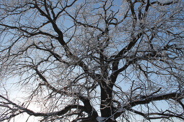 Oak in winter