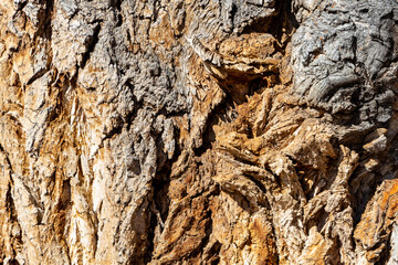Tree bark detail texture