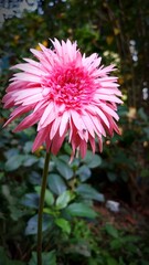 Focused pink daisy in the garden