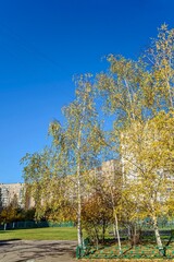 Autumn is Golden in a residential area on a Sunny October day. Moscow, Russia.