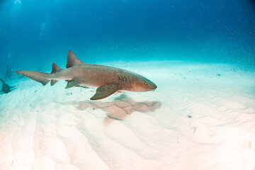Nurse shark at the Bahamas