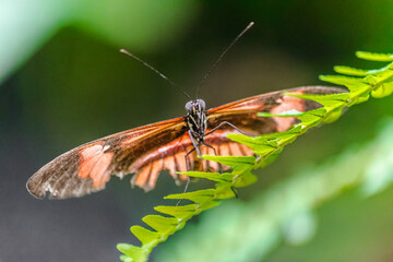 Dryas iulia butterfly with damaged wings on a green leaf with green vegetation background