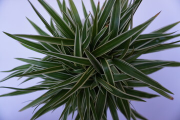 Close-up of houseplant Chlorophytum comosum or Paris lily on a white background.