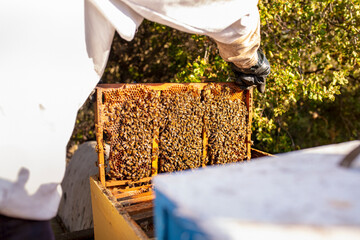 Bee keeper removing rack outside of hive. organic honey and beekeeping concept

