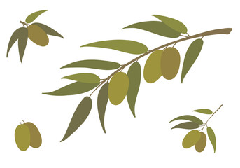 Olive tree branch set. Green leaves and olives for oil logo or label design. Vector illustration.